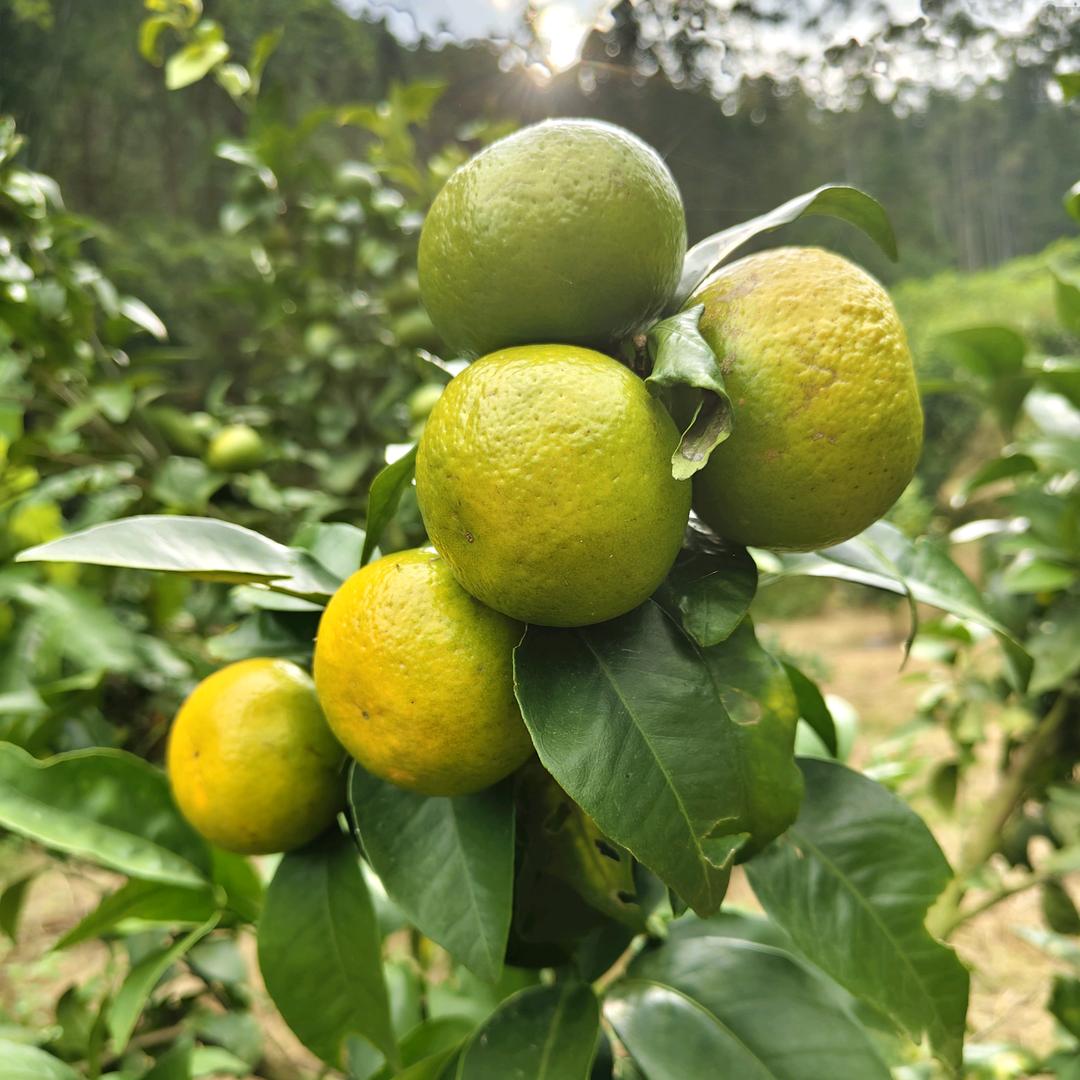 Liᰔu