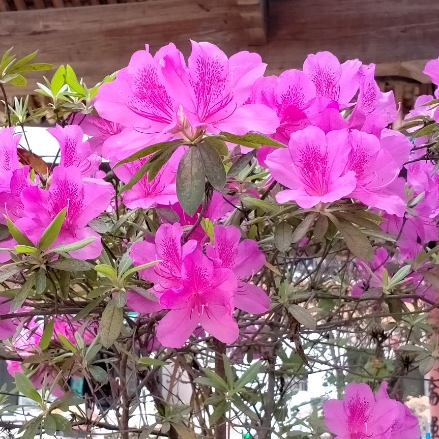 叶叶叶 三门源村