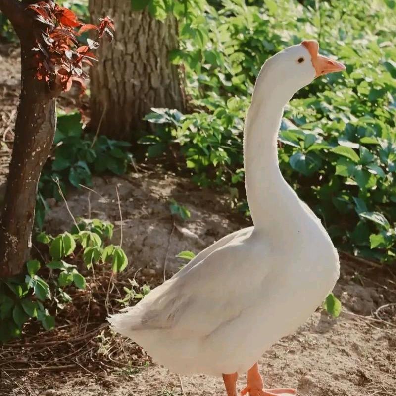 龙桥大道孙姐老鹅馆