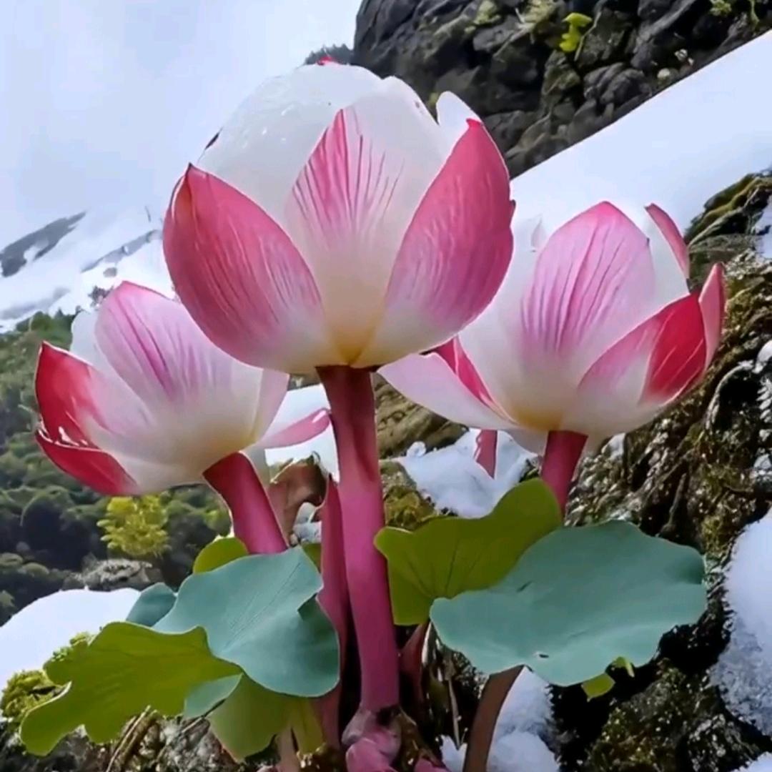 乾元森