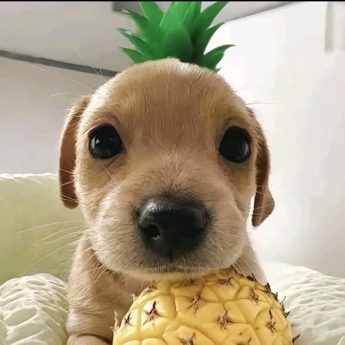 喜欢点赞丑的又贱的