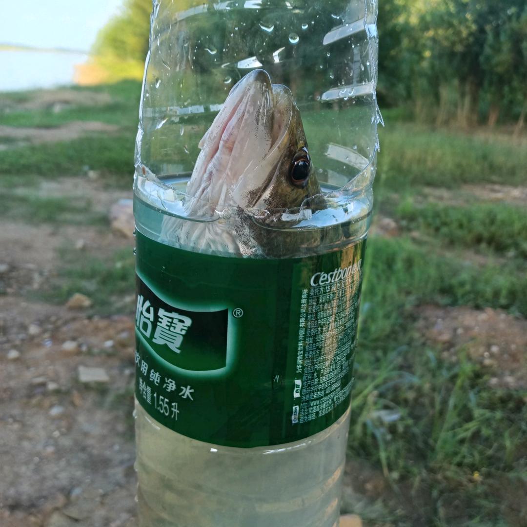 荒野大鳜鱼
