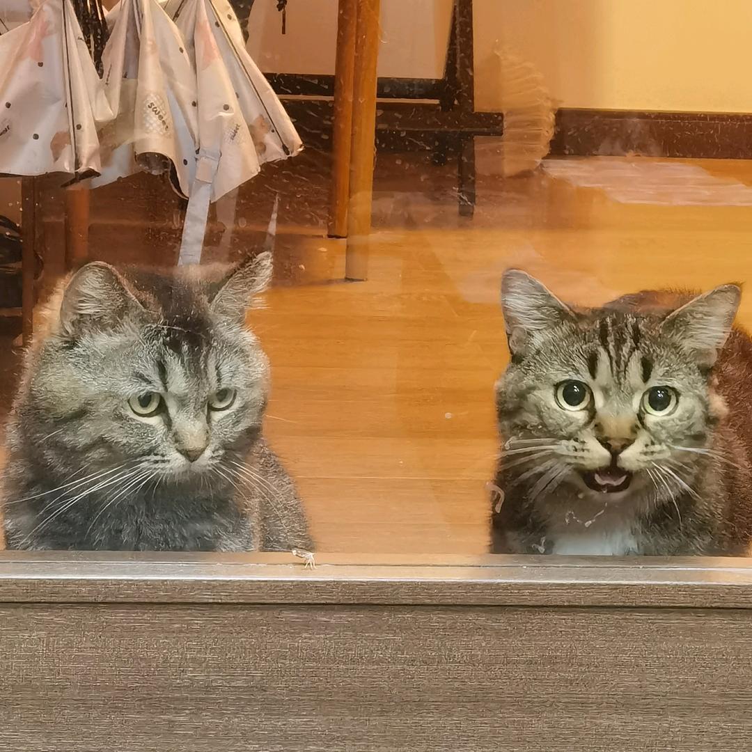 喵喵日记٩