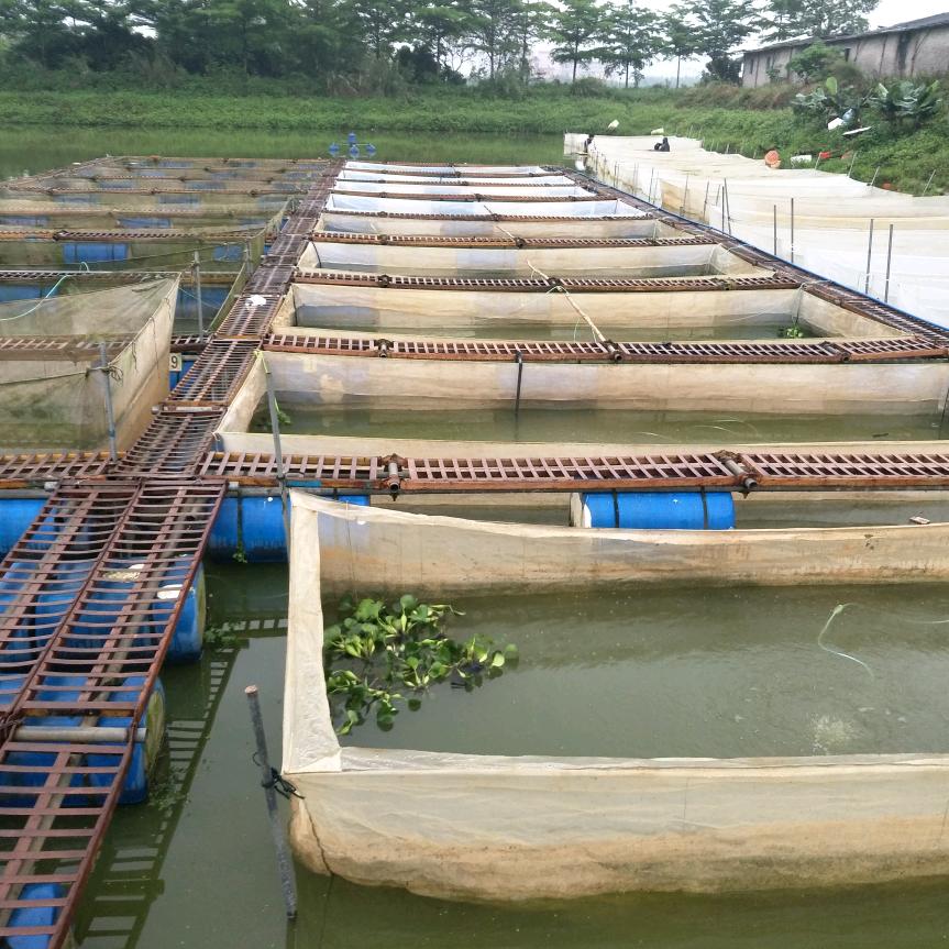 爱生水产鳗鱼养殖基地