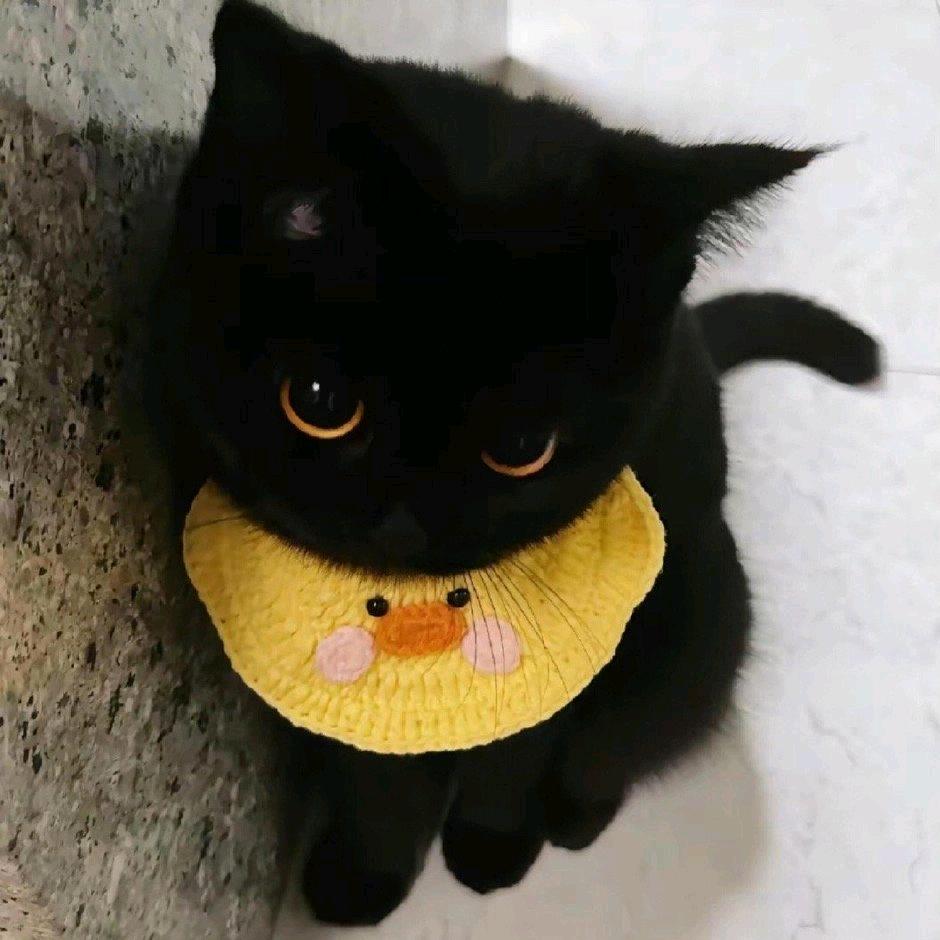 ayi__1717（减肥版）