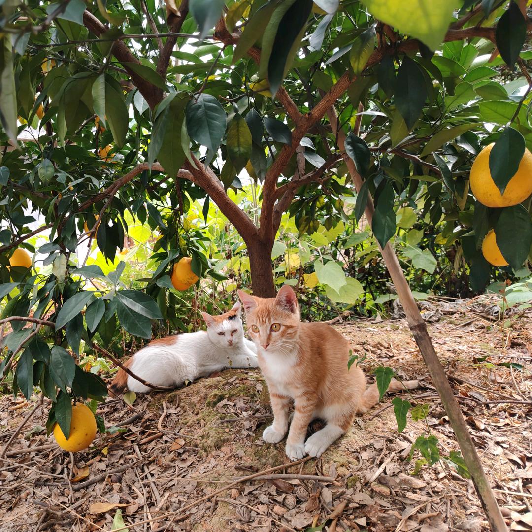 霸王花是只猫