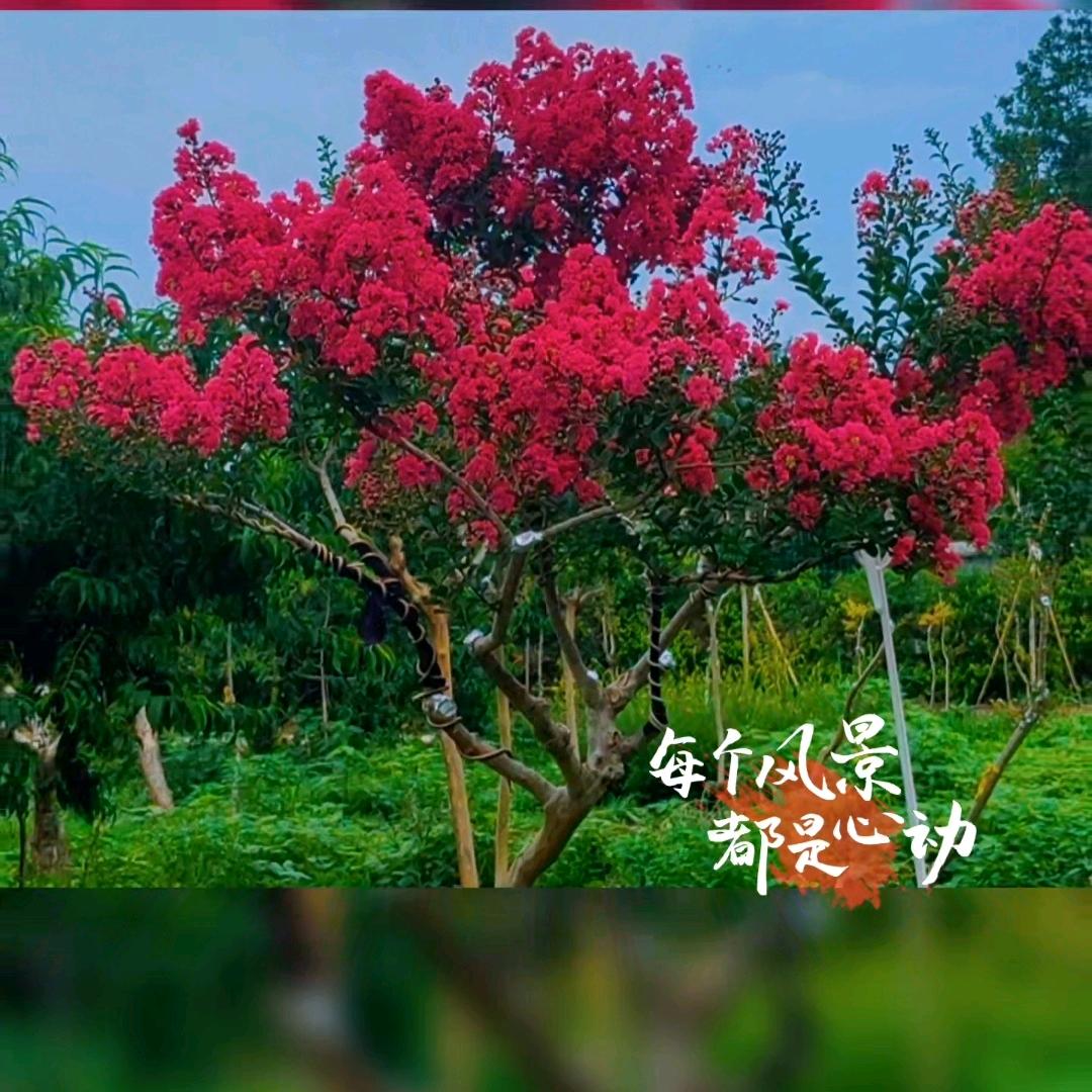 树艺园紫薇
