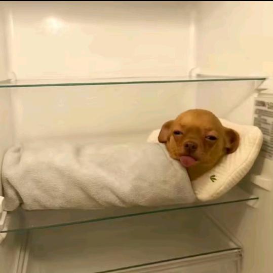 困的想虾仁