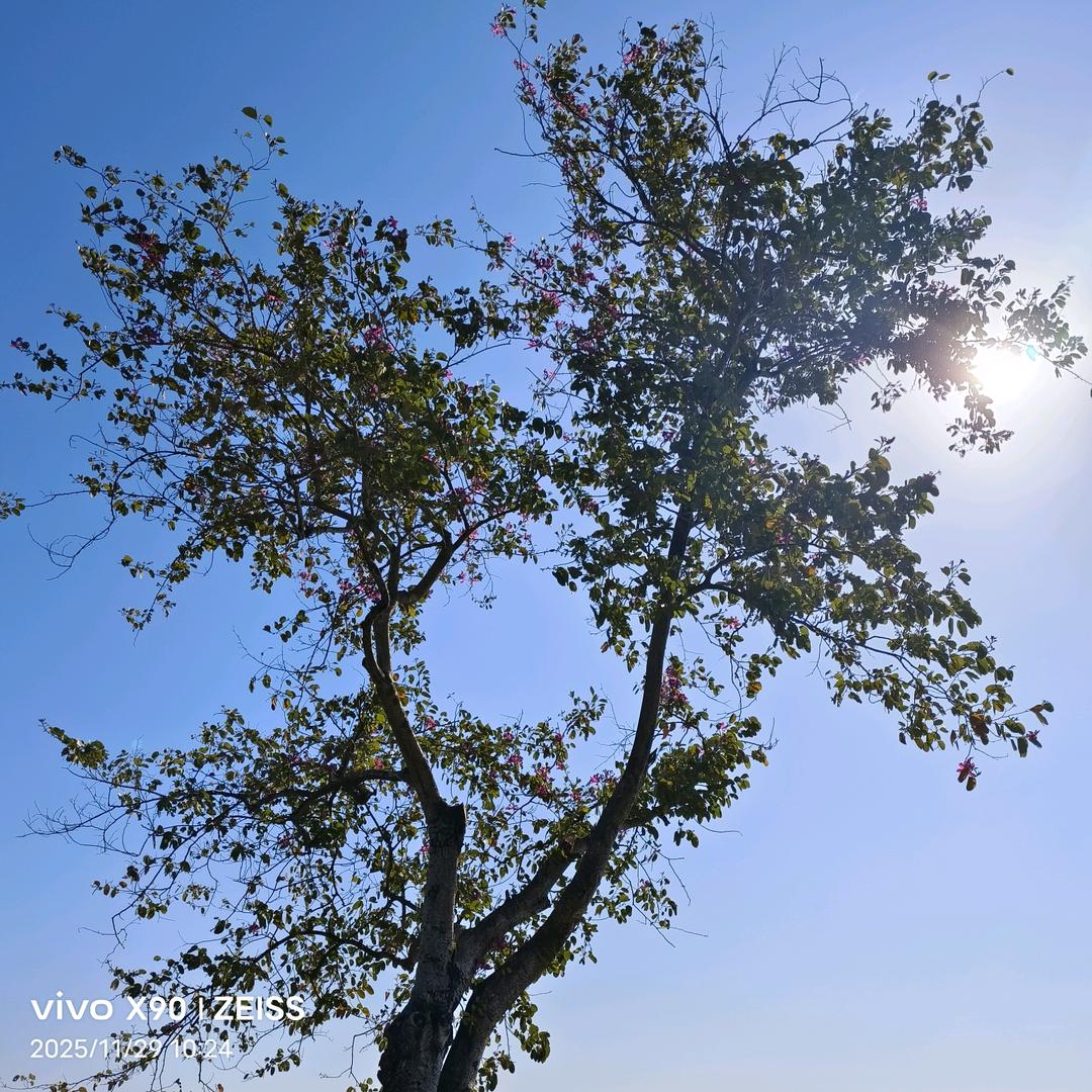 @🍃💫优✨️优💫️🍃🌱🇨🇳