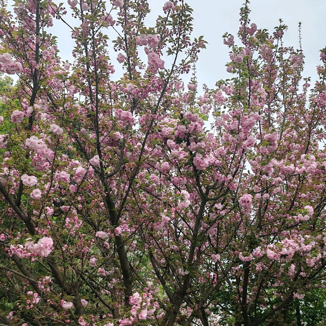 神秘布洛芬