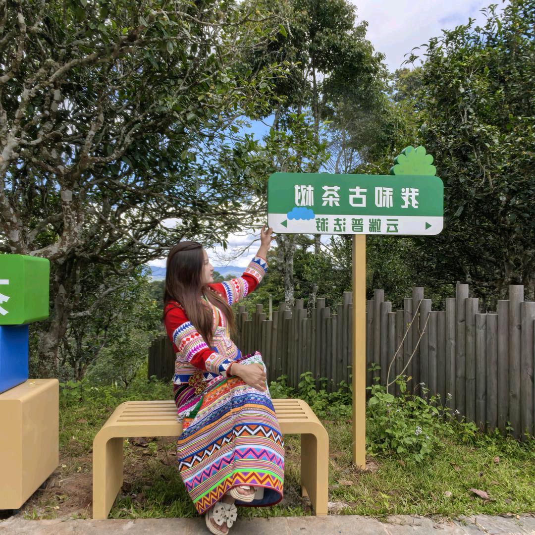 贺开曼弄老寨11 號茶农