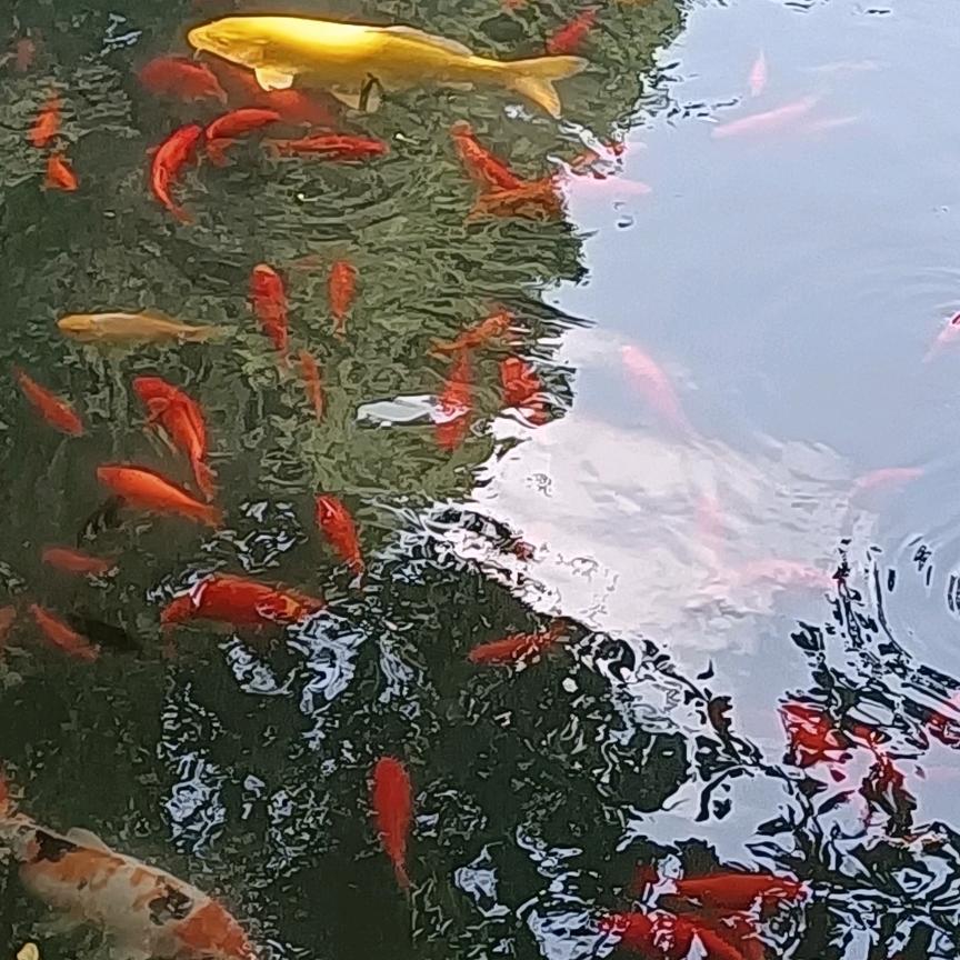 鑫淼森