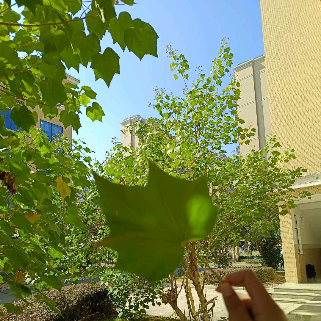 👑♚̤̮幸̤̮运̤̮爆̤̮棚̤̮🌸