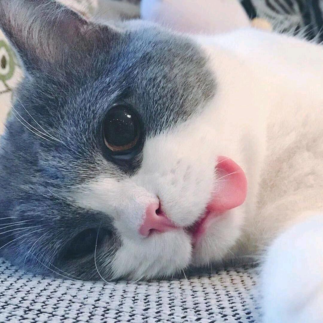 阿彪与咪咪的故事