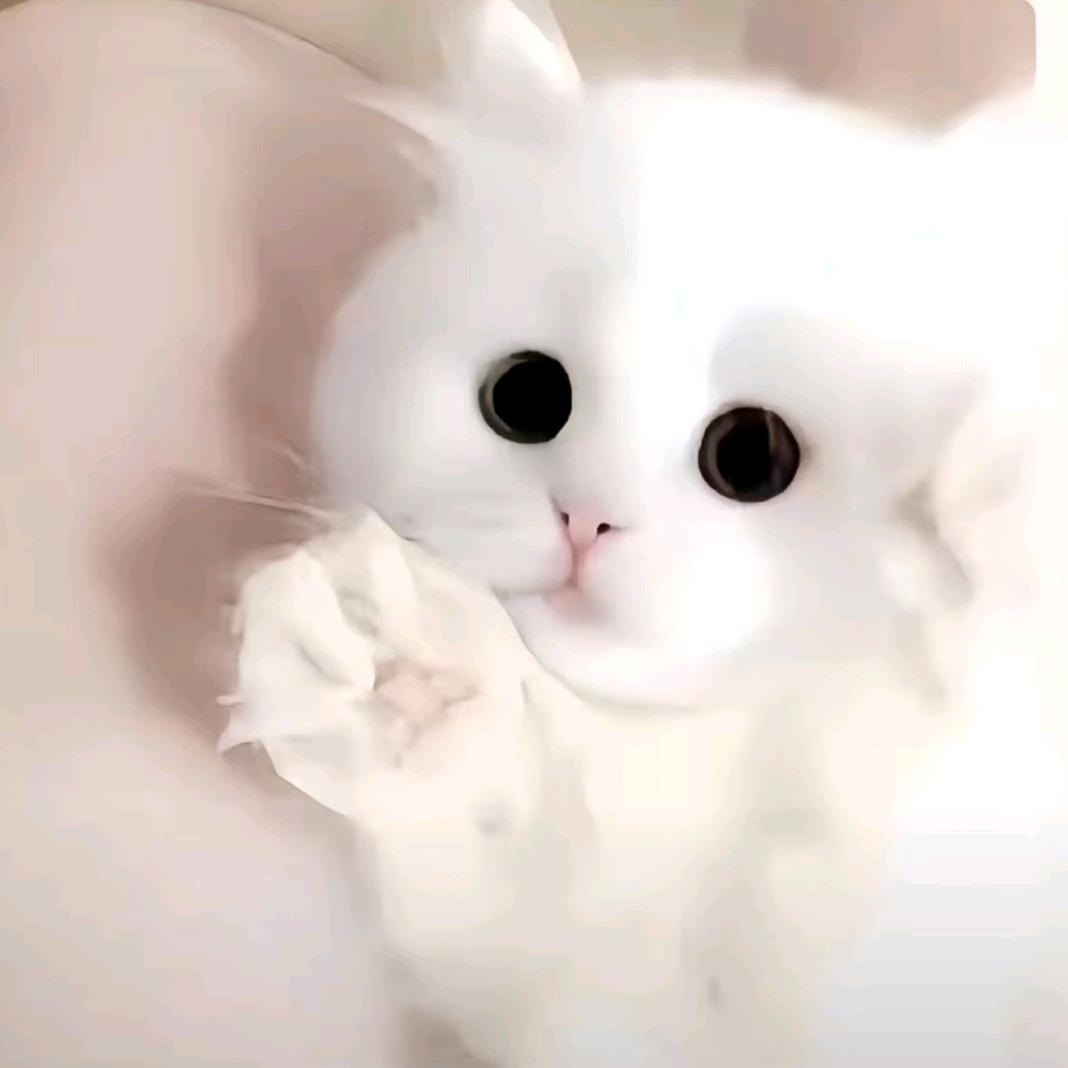 牟淳风