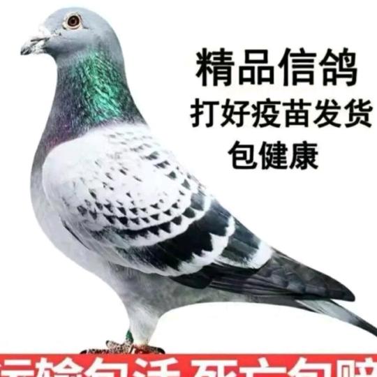 天落鸟成绩鸽异色鸽苑