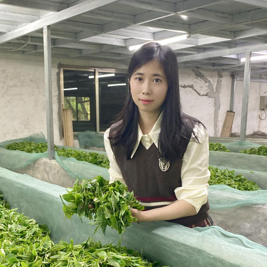 英德红茶 茶园茶厂直销🍃🍃《文静