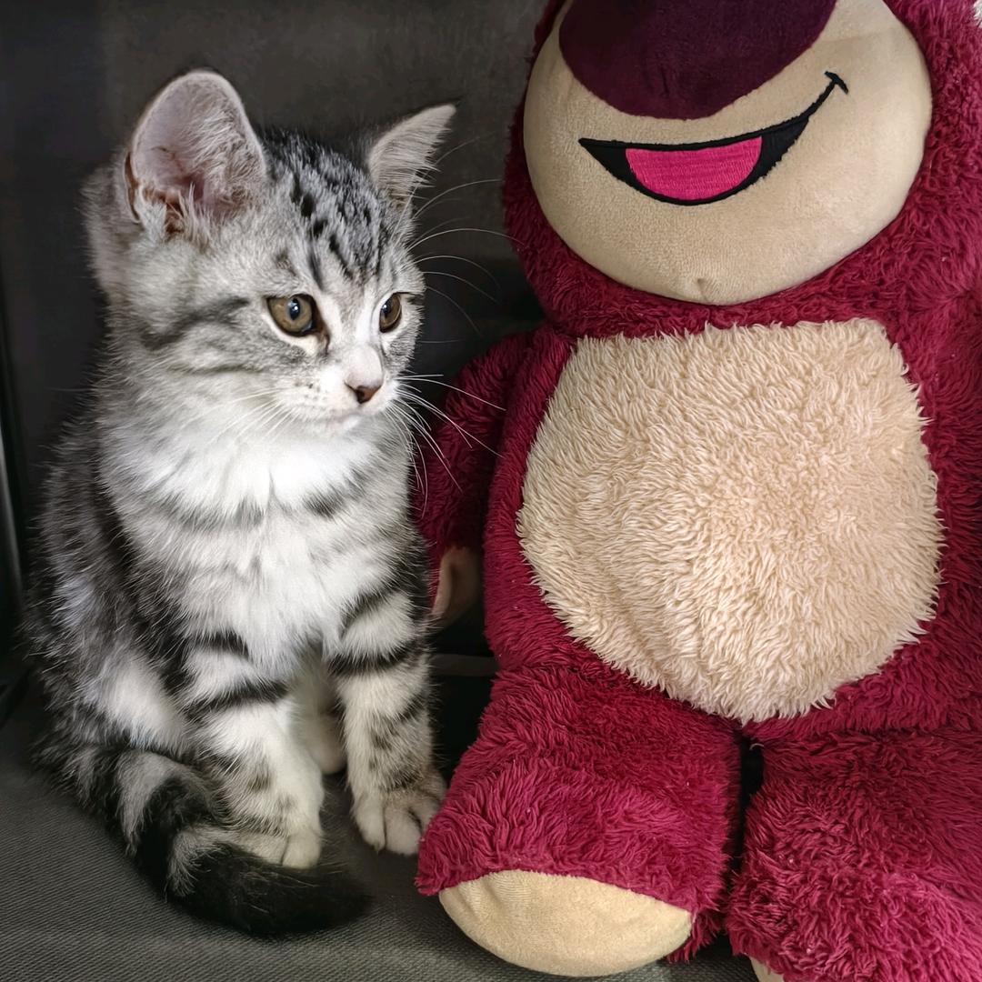 七七大王（三角洲行动）