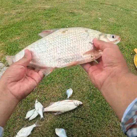 雪绒花爱钓鱼🎣