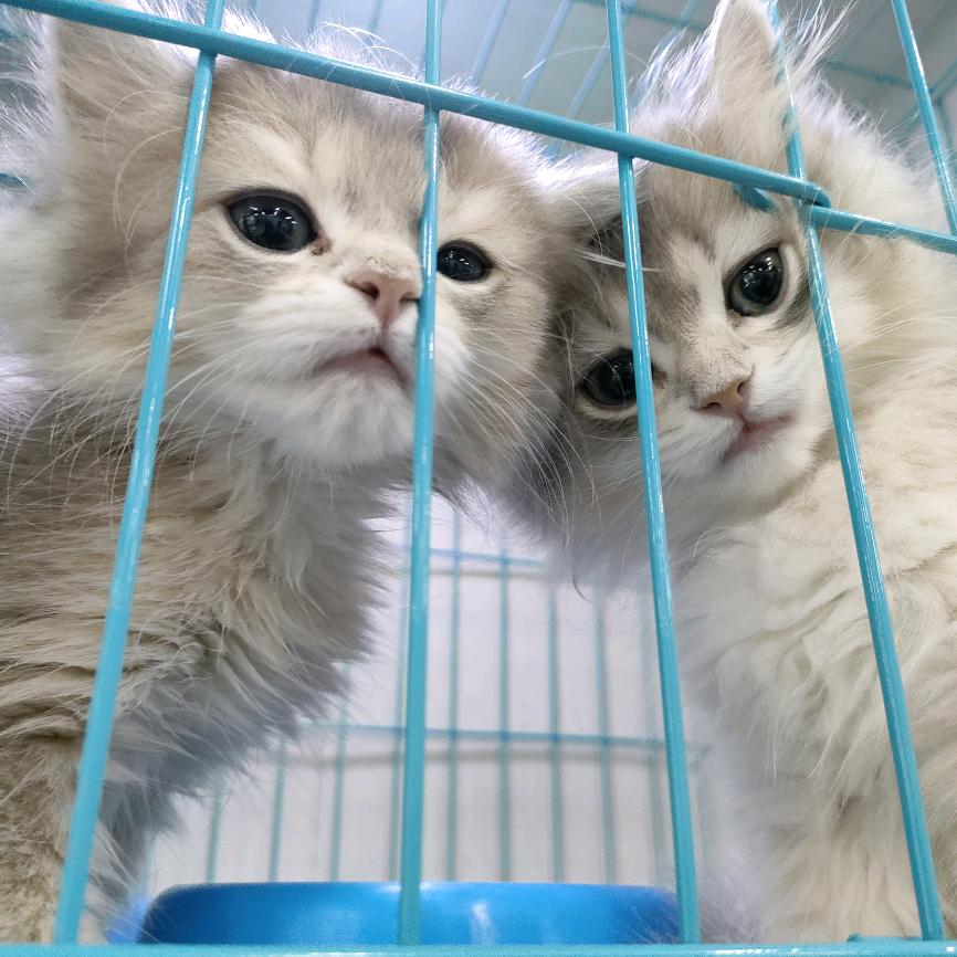 麋鹿。