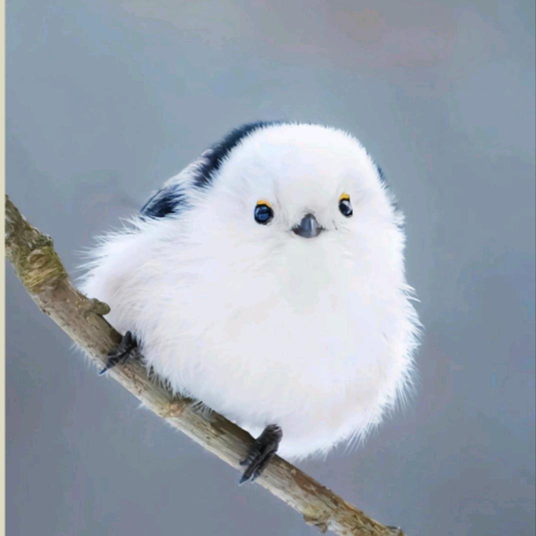 楚无心（木噜噜🌕）