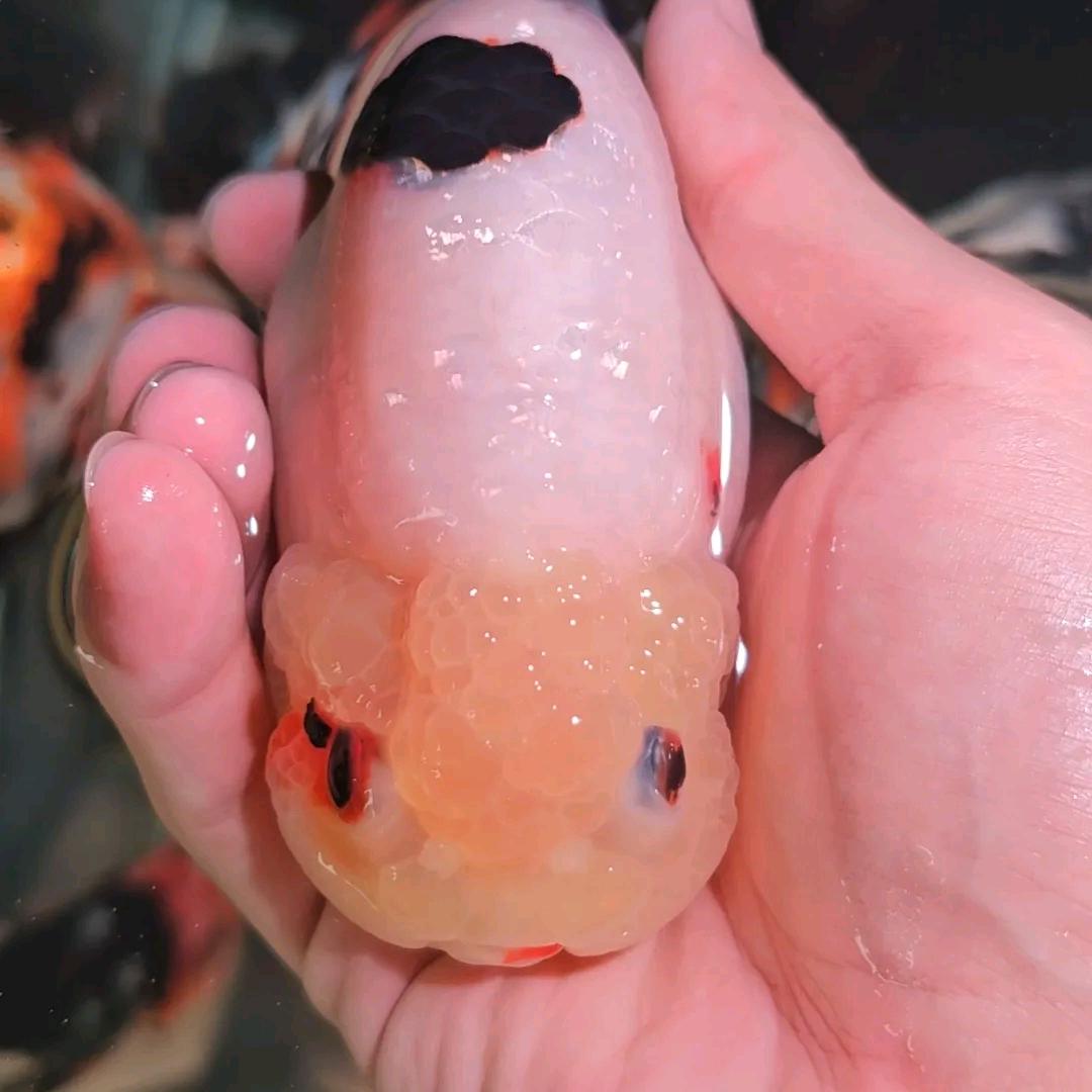 鑫鑫金鱼