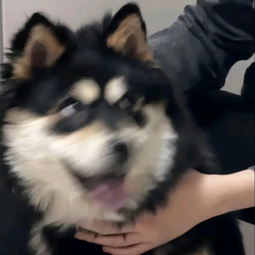 哪狐不开提哪狐