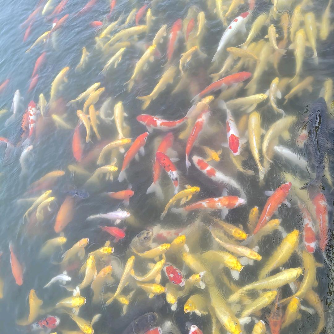 佳美@美好生活缔造者