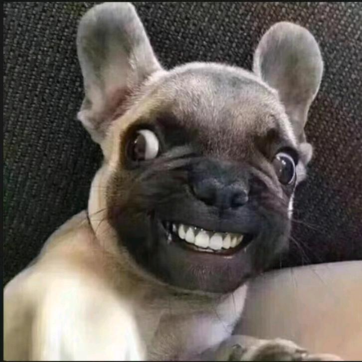 A-福临犬舍