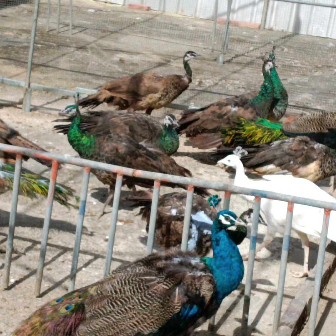 漳州浩玥孔雀养殖场