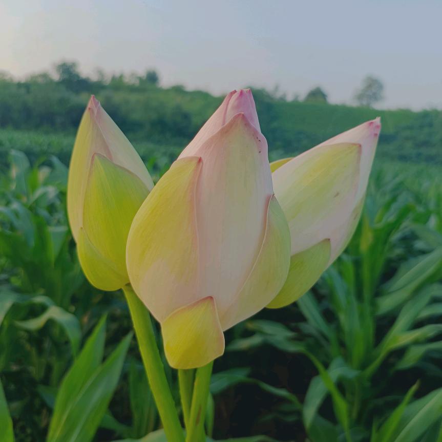 花花爱跳舞💃🏻