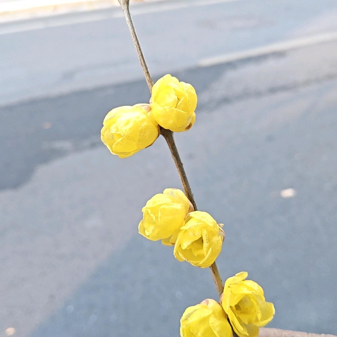 玖