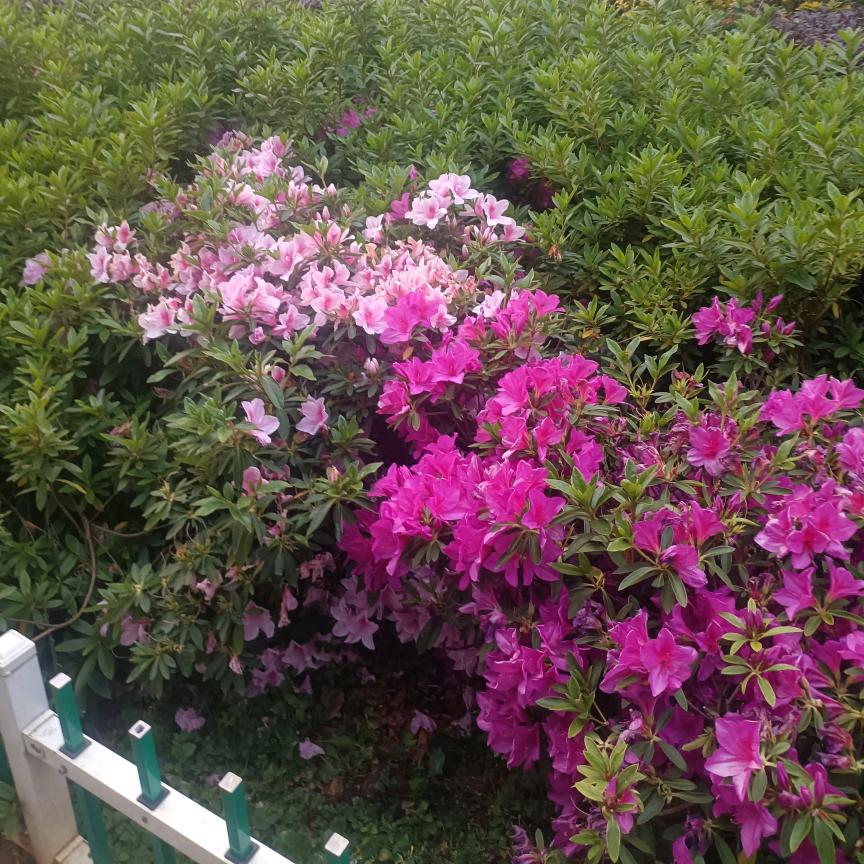 小米果