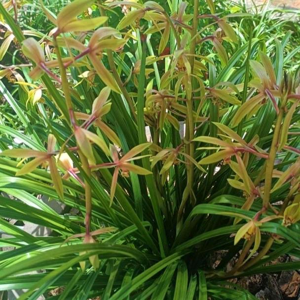 看破红尘金叶情缘