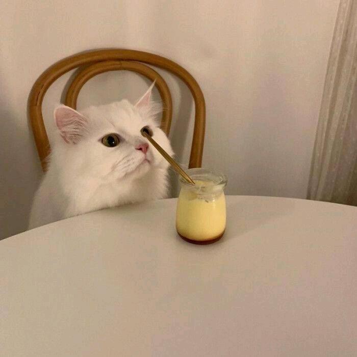 爱吃豆包
