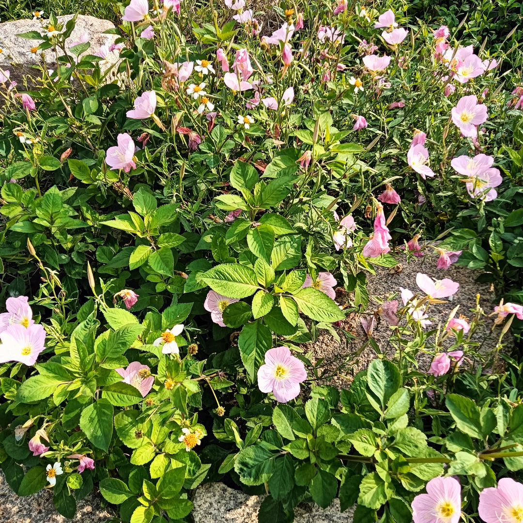 危险的蝶🦋头像