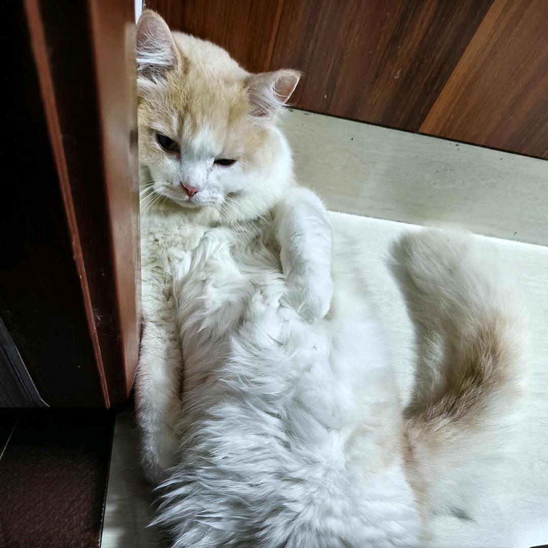 舂