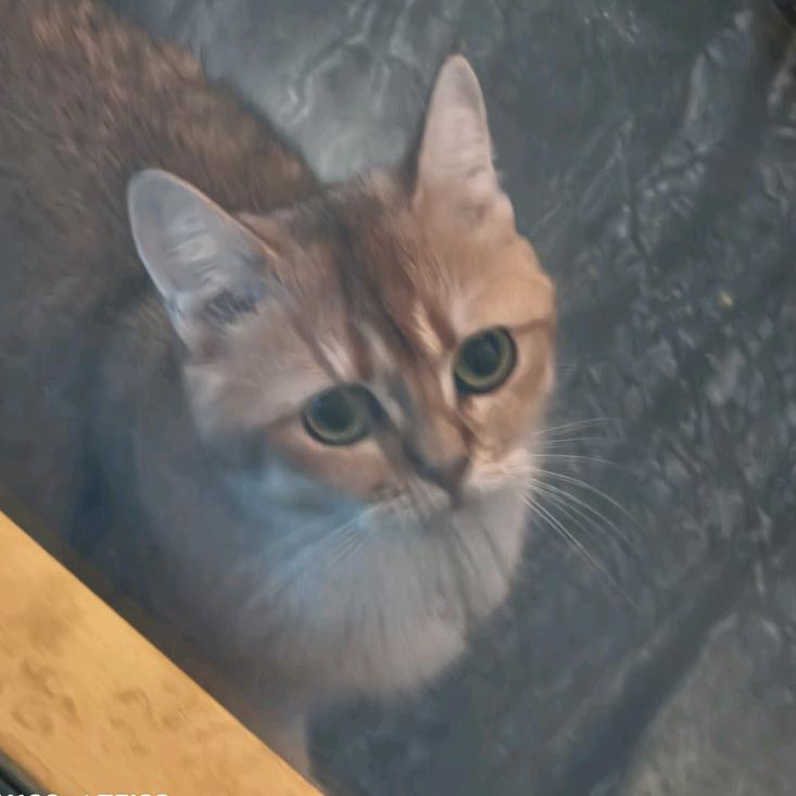 薛定谔的猫