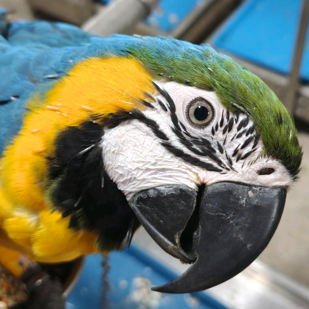 知鹦萌宠~柒老板