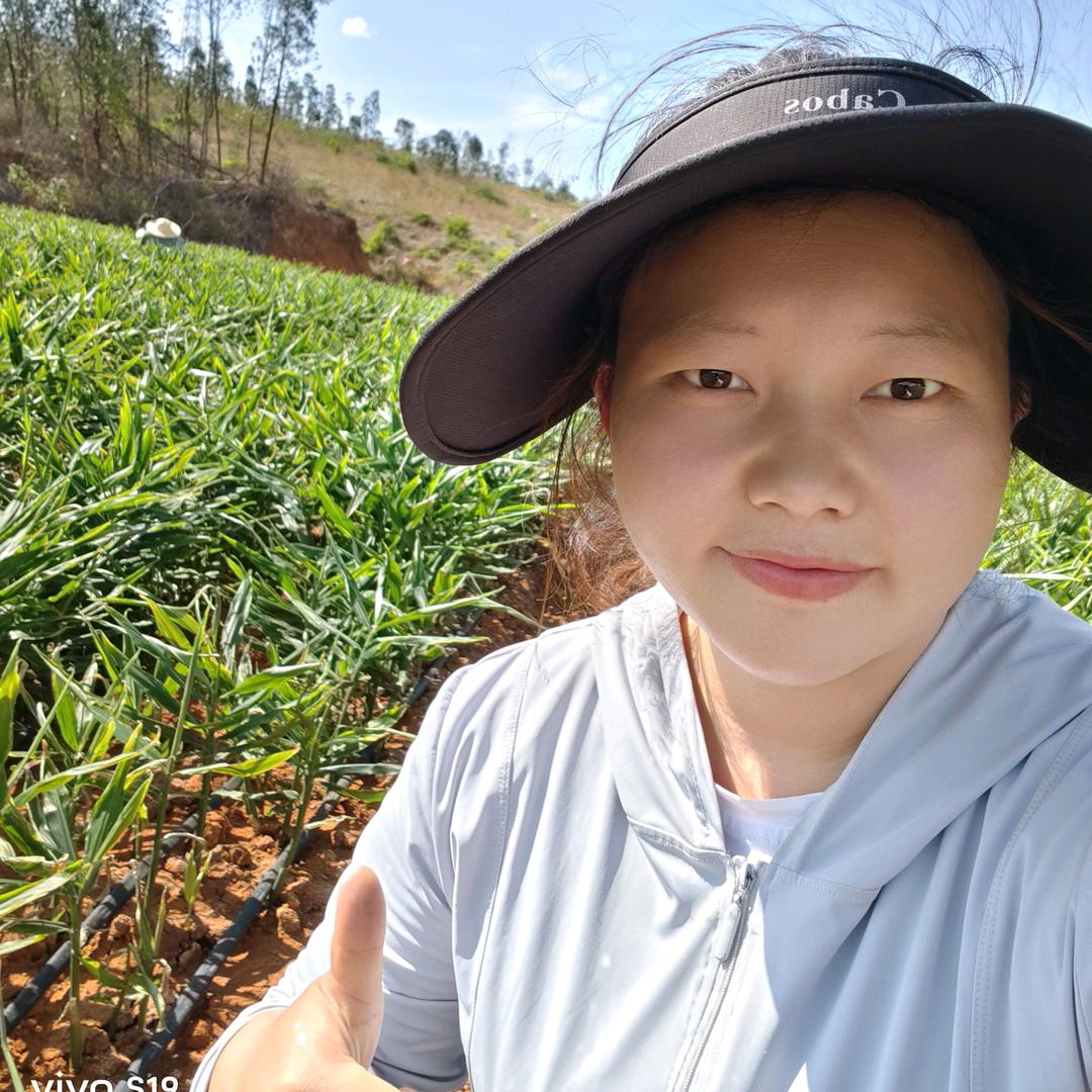 优盾农业生姜技术王老师