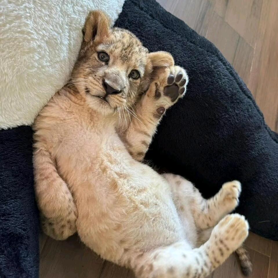 上天入地螺旋究极风暴爆裂小子