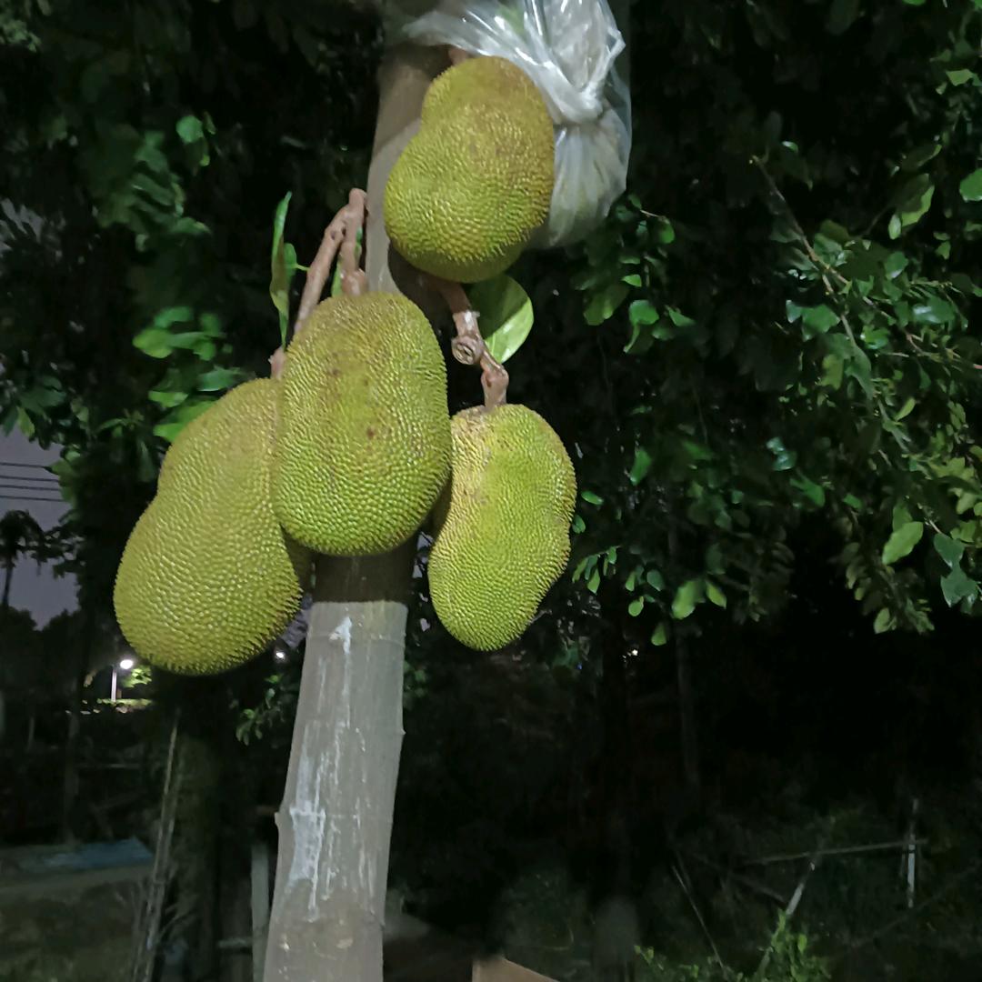 往事不记，后事不提