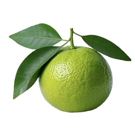 喵喵小院ฅ՞•ﻌ•՞ฅ