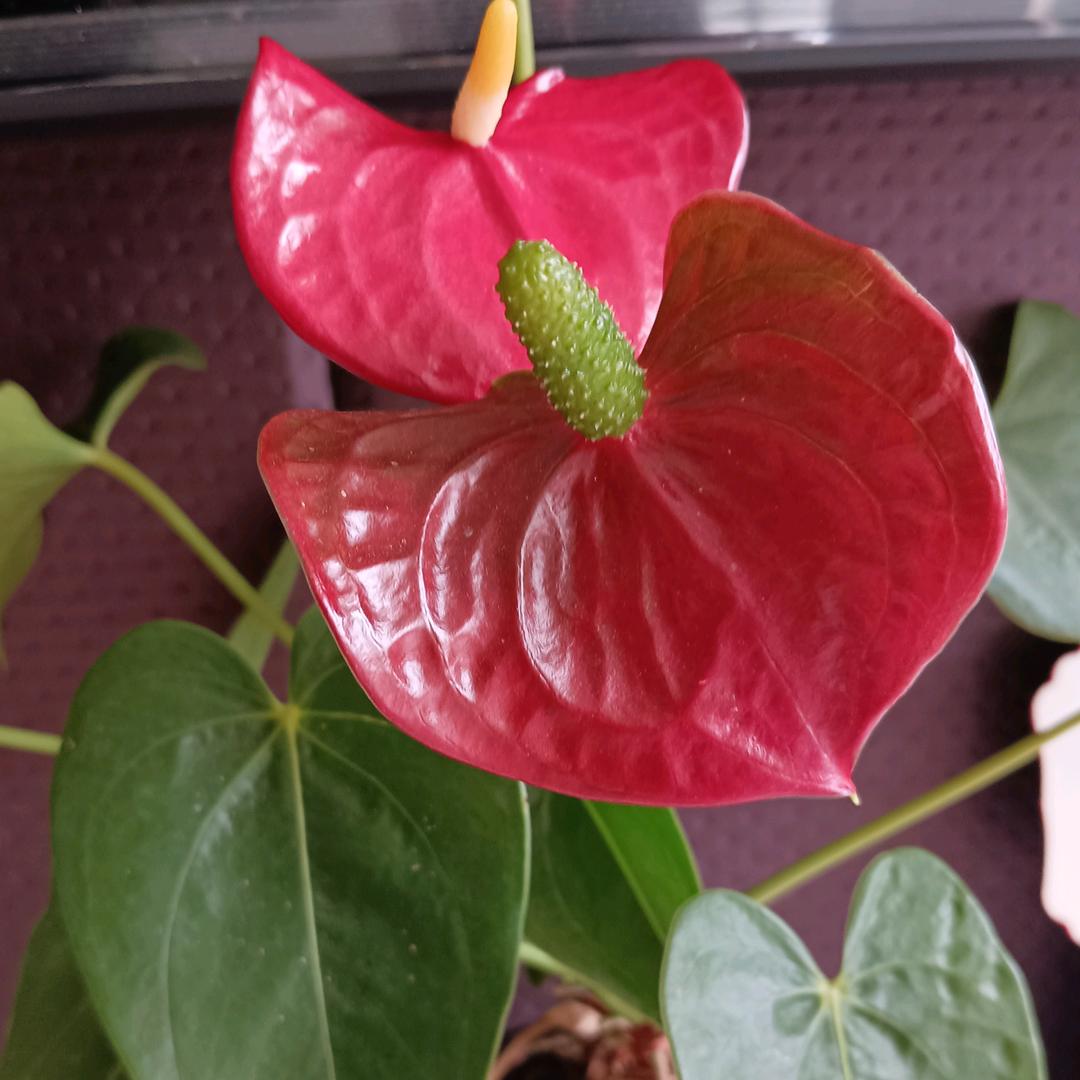 桦子