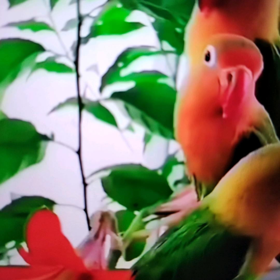 忠义情歌