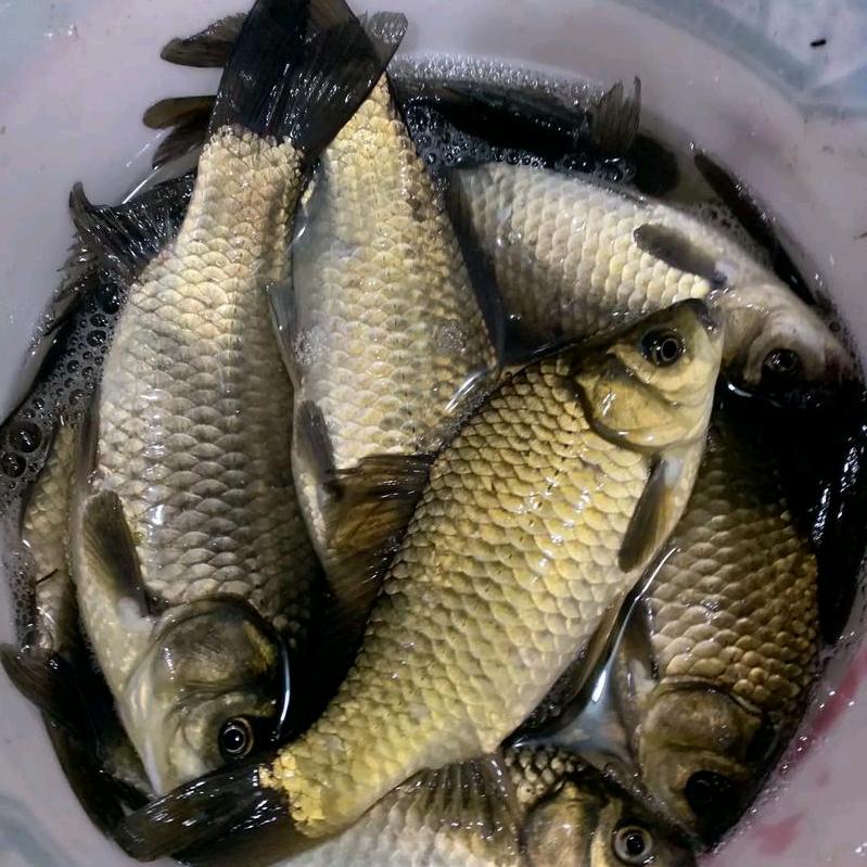 渔🐟歌