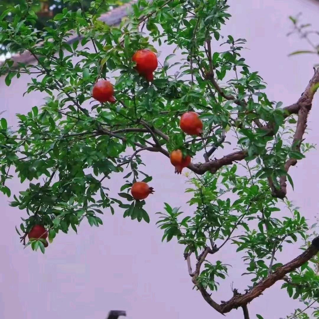 田甜蜜:壮族🍎
