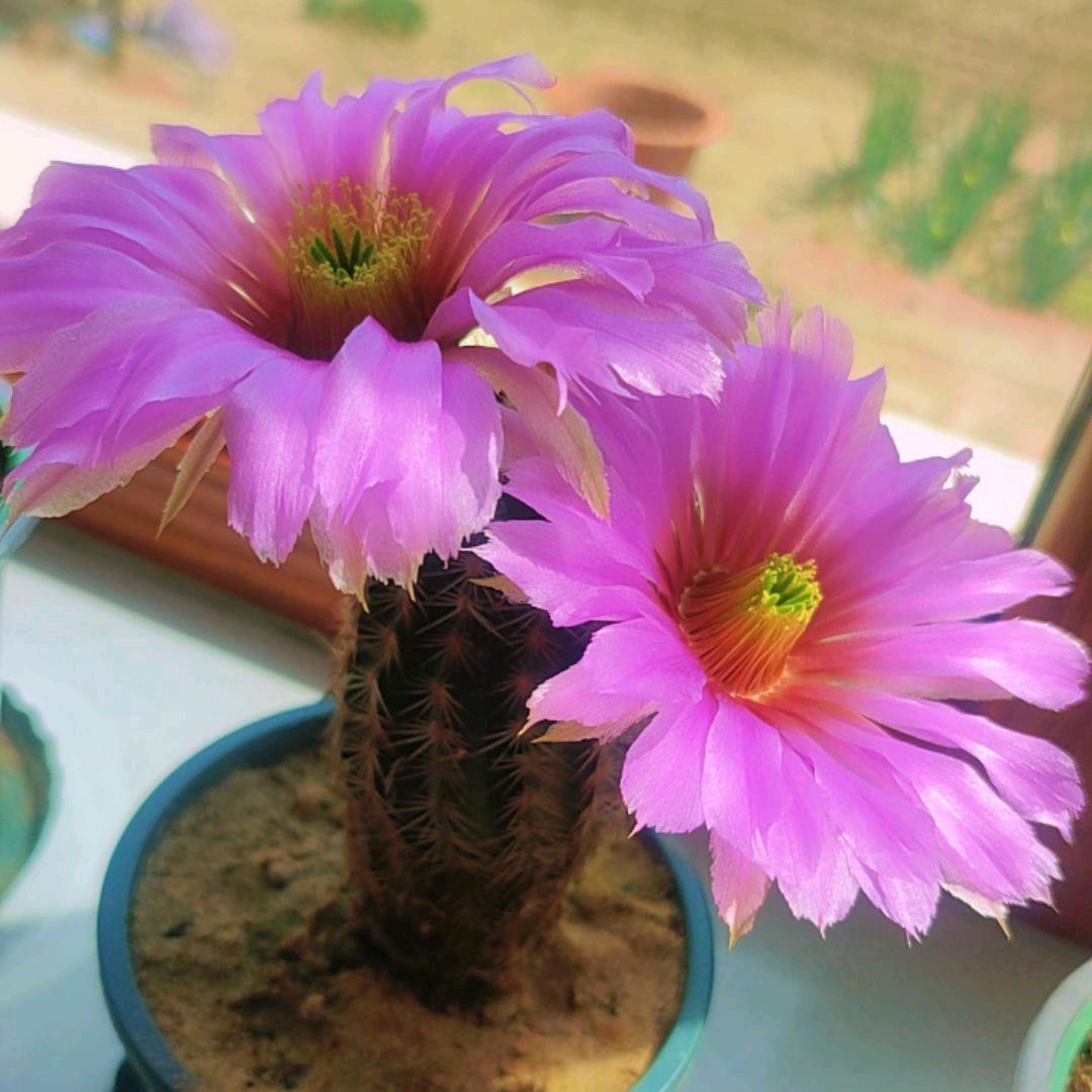 🌺刺梅💋