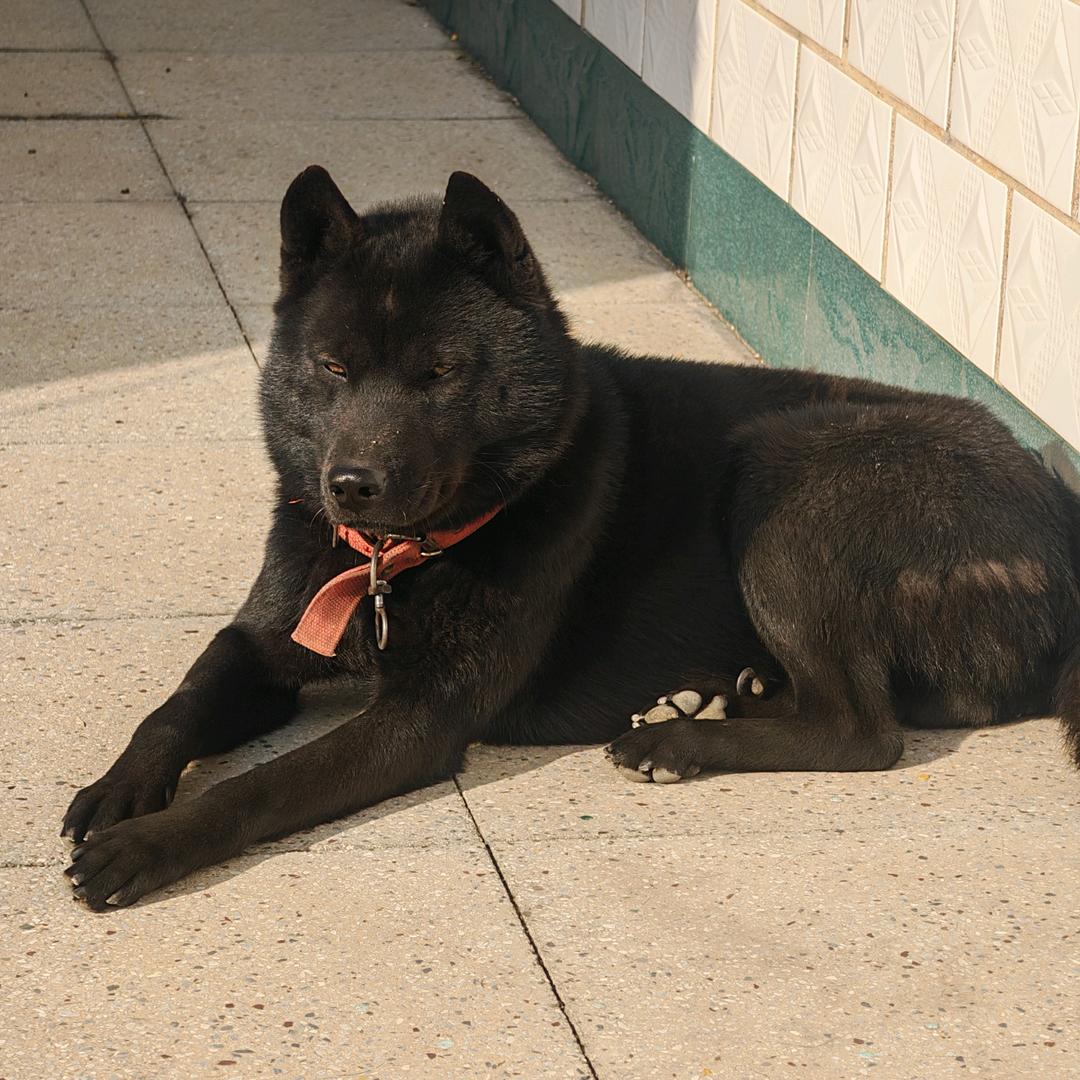 桂花、酒、五黑狗