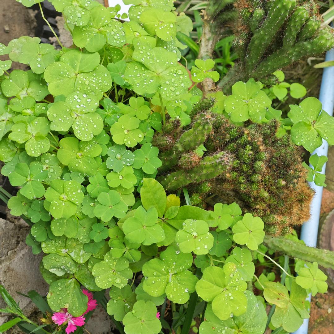 阳光下的四叶草🍀